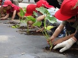 上平保育園児とぼべらの苗植え付け
